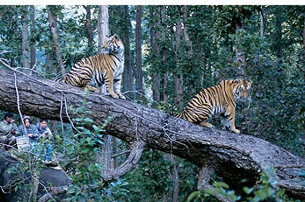 Tiger Safari in Central India