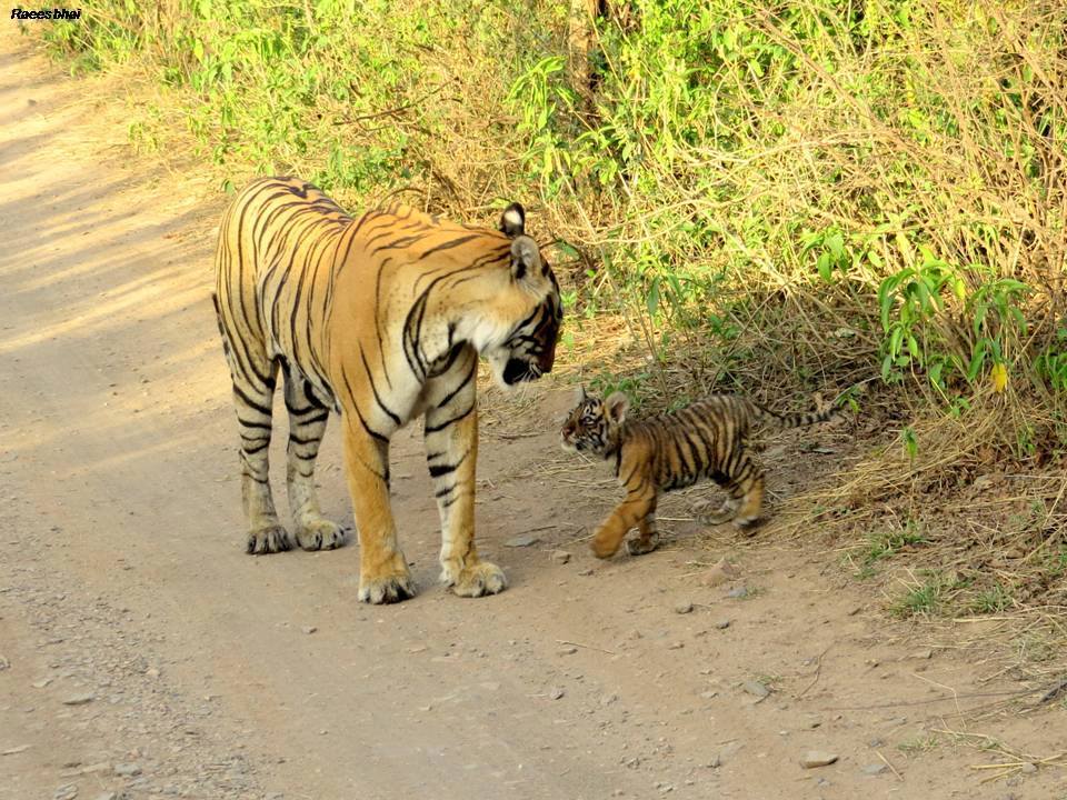 Mother and Son (T-19 with Cub ) at Ranthambore National Park - india