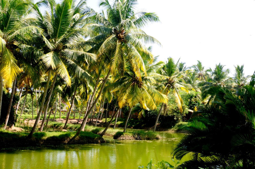 Kerala, Land of Coconut trees