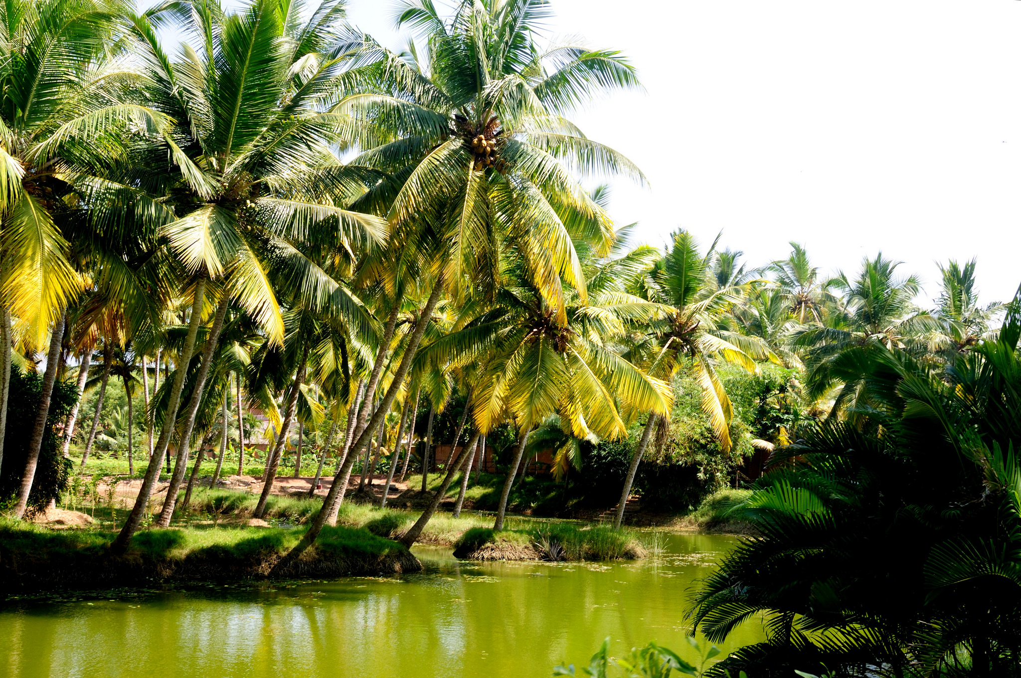 Kerala: Land of Coconut Trees - a scenic state in India known for its abundant coconut tree plantations.