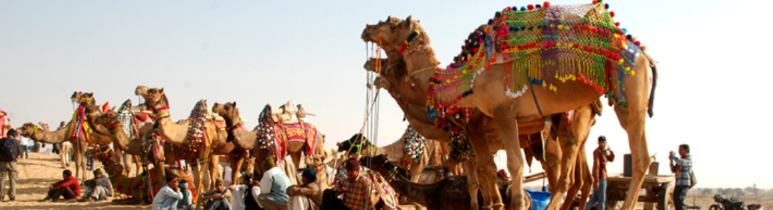Ten reasons to visit Pushkar Cattle Fair in Rajasthan | Tour Packages in  India, Holiday Trip India at Indivine Journeys