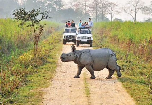 A group of tourists on a jeep safari in Kaziranga National Park, India, encounter a majestic one-horned rhinoceros walking along the dirt road.