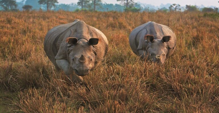 Two one-horned rhinoceroses grazing in the tall grasslands of Kaziranga National Park, Assam, India, with a backdrop of misty trees and serene wilderness.